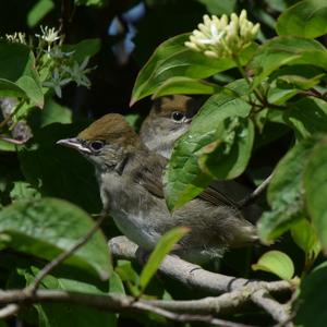 Blackcap