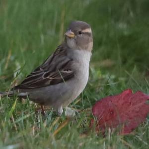 House Sparrow