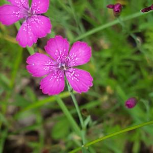 Cluster-head Pink