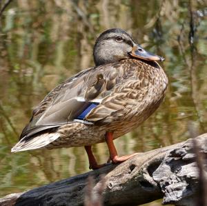 Mallard