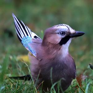 Eurasian Jay