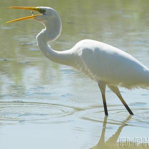 Great Egret