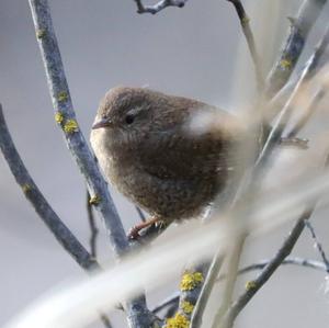Zaunkönig