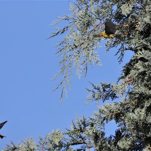 Eurasian Siskin