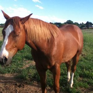 American Quarter Horse