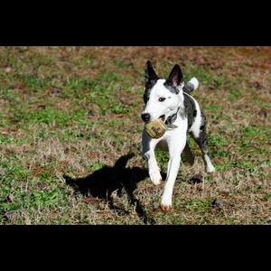 Unknown Breed