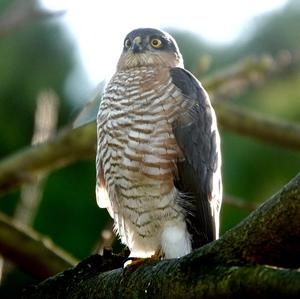 Eurasian Sparrowhawk