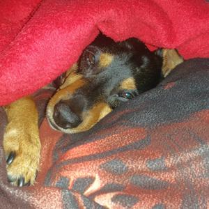 Zwergpinscher