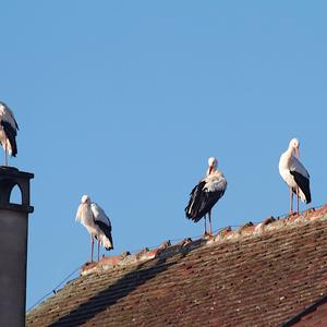 White Stork