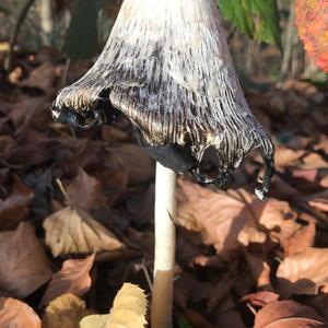 Shaggy Mane