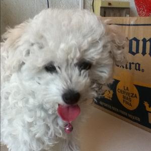 Unknown Breed