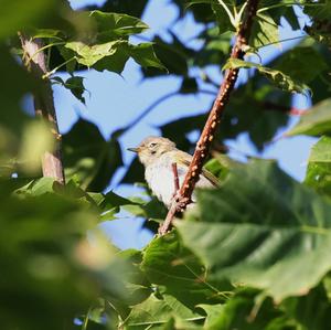 Common Chiffchaff