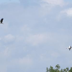 White Stork