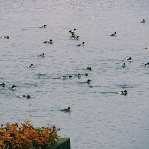 Common Merganser