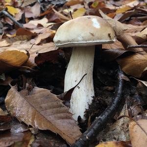 King Bolete