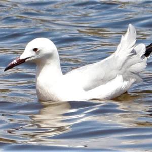 Slender-billed Gull