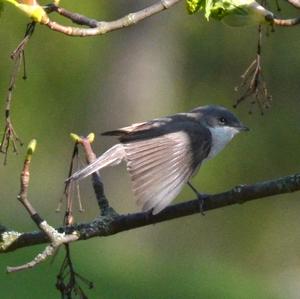 Lesser Whitethroat