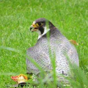 Peregrine Falcon