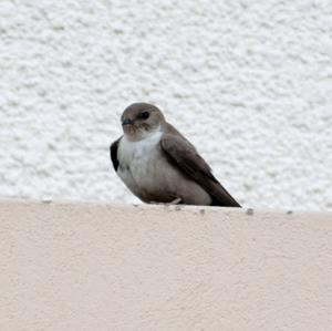 Eurasian Crag-martin