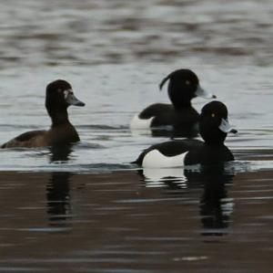 Tufted Duck