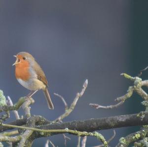 European Robin