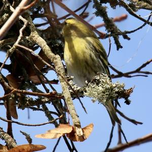 Eurasian Siskin