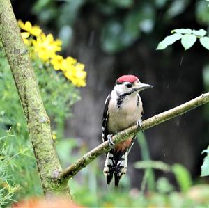 Great Spotted Woodpecker