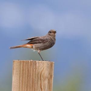 Black Redstart