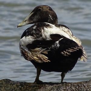 Common Eider