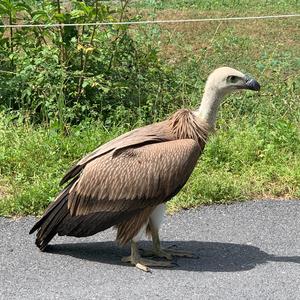 Griffon Vulture