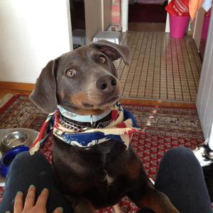 Unknown Breed