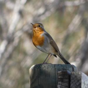 European Robin