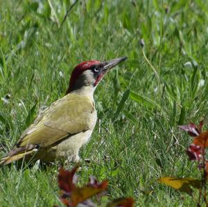 Eurasian Green Woodpecker