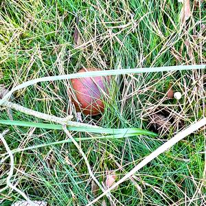 Bay Bolete