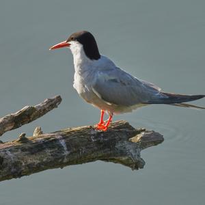 Common Tern