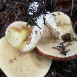 Dotted-stalk Bolete