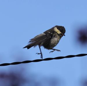 Coal Tit