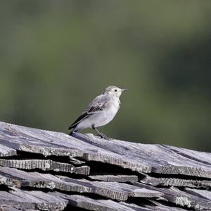 White Wagtail