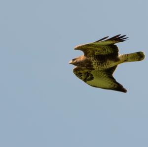 Common Buzzard