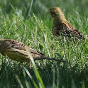 Yellowhammer