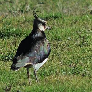 Northern Lapwing