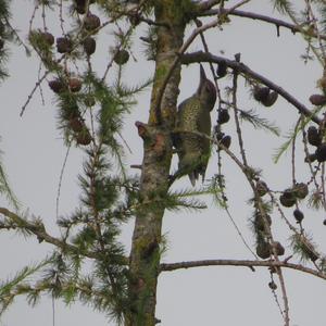 Grey-faced Woodpecker