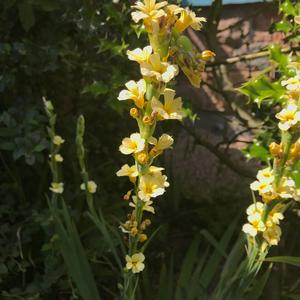 Unknown Species