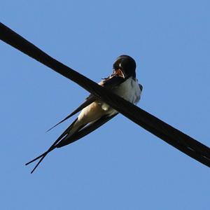 Barn Swallow