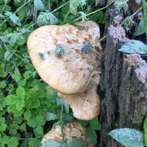 Dryad`s Saddle