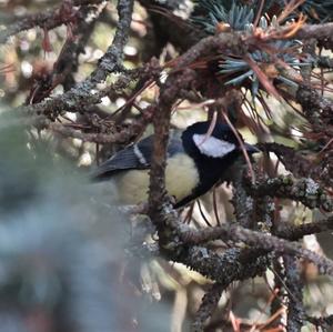 Great Tit