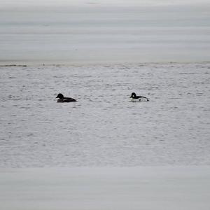 Common Goldeneye