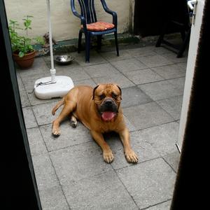 Bullmastiff