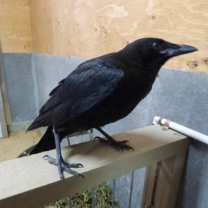 American Crow