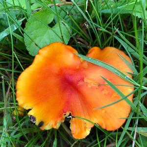 Blackening Wax-cap